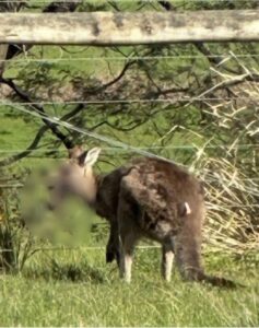 Kangaroo shooting in Dixons Creek shocks community