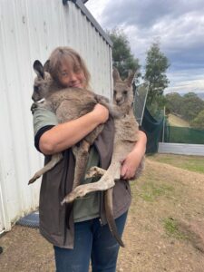 Murrindindi Ranges Wildlife Shelter, one of the largest animal shelter in Victoria