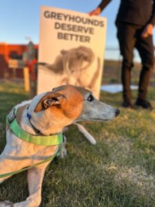 Healesville greyhound death among 12 in last five weeks