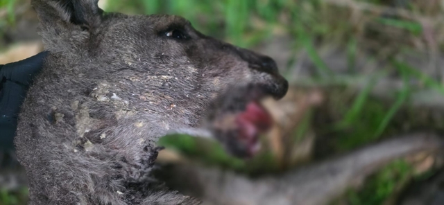 Kangaroo concerns continue after two severe gunshot wounds spotted in two months