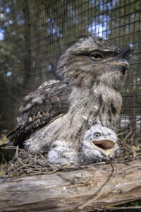 Tawn to be wild – new chicks hatch