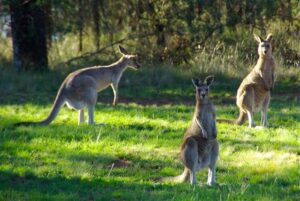 Healesville kangaroo euthanised after gunshot wound to the face