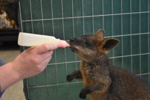 Stronger penalties for wildlife crime welcomed