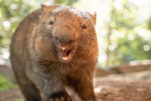 Netflix and drill – Wombats waddle to the dentist