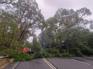 Fallen tree across Maroondah Highway removed