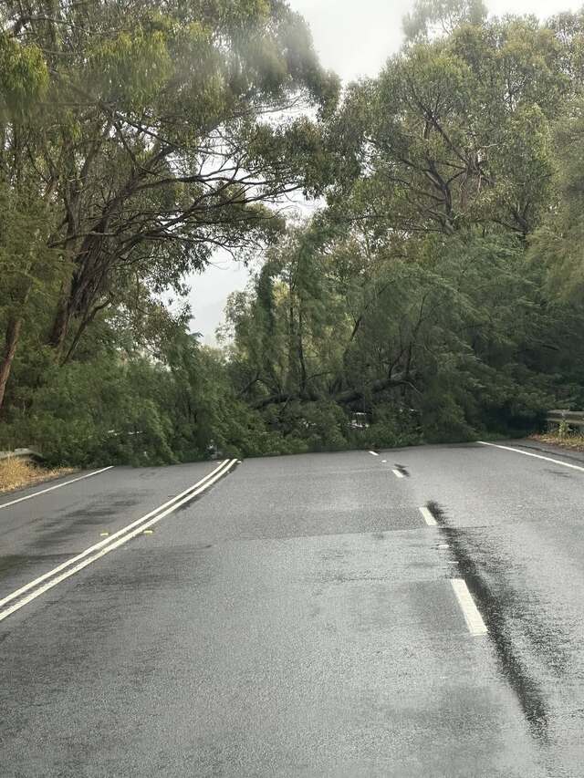 Motorists diverted due to fallen tree on Maroondah Highway near Healesville