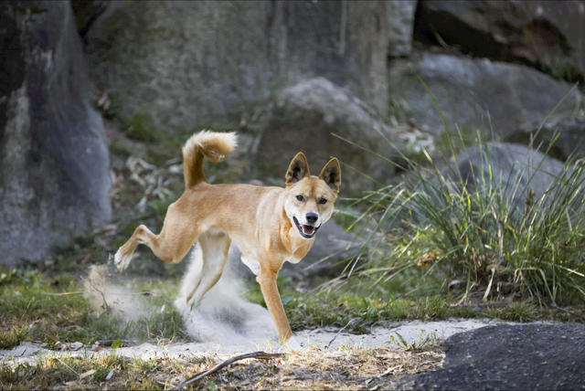 Scent-Sational – Healesville’s dingos display natural predatory behaviours