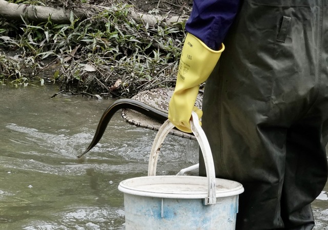 Eels ahoy in Dandenong