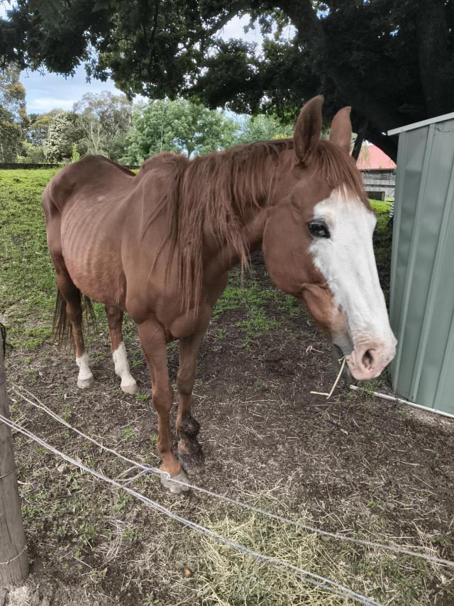Dead horse left to rot in Healesville