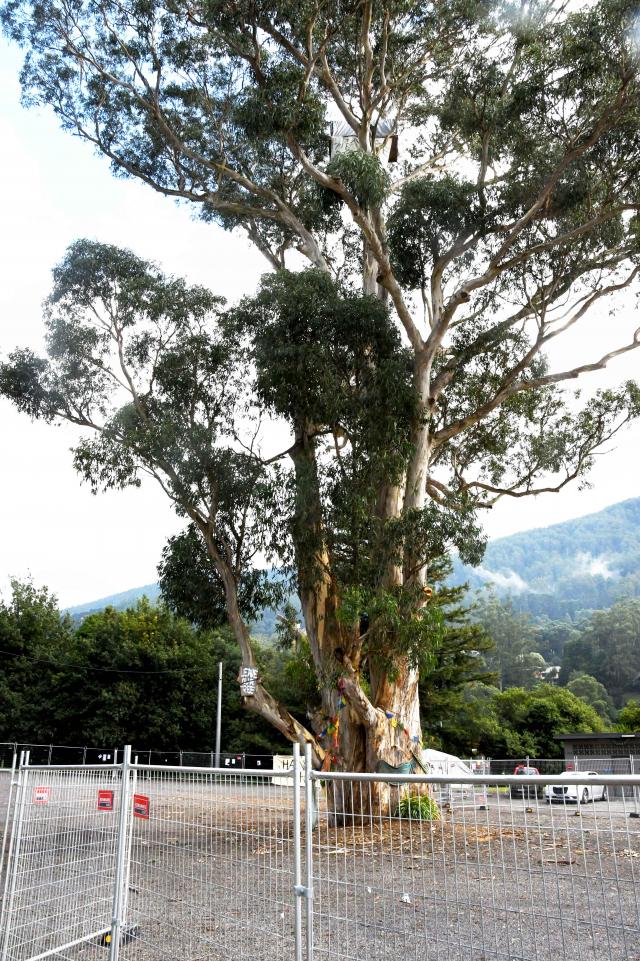 Yarra Ranges Council seeking feedback on draft Tree Policy
