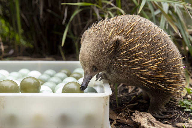Snoopy the echidna hits 40